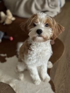 Nova